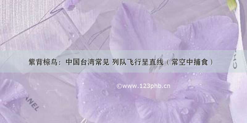 紫背椋鸟：中国台湾常见 列队飞行呈直线（常空中捕食）