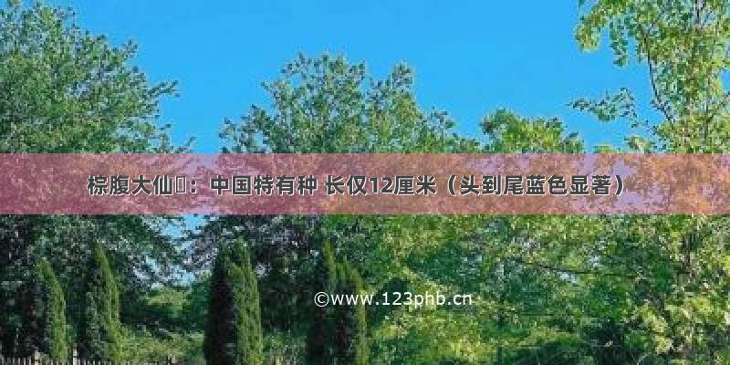 棕腹大仙鹟：中国特有种 长仅12厘米（头到尾蓝色显著）