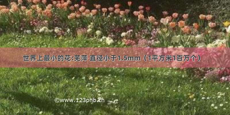 世界上最小的花:芜萍 直径小于1.5mm（1平方米1百万个）