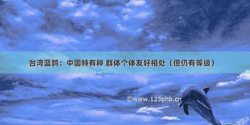 台湾蓝鹊：中国特有种 群体个体友好相处（但仍有等级）