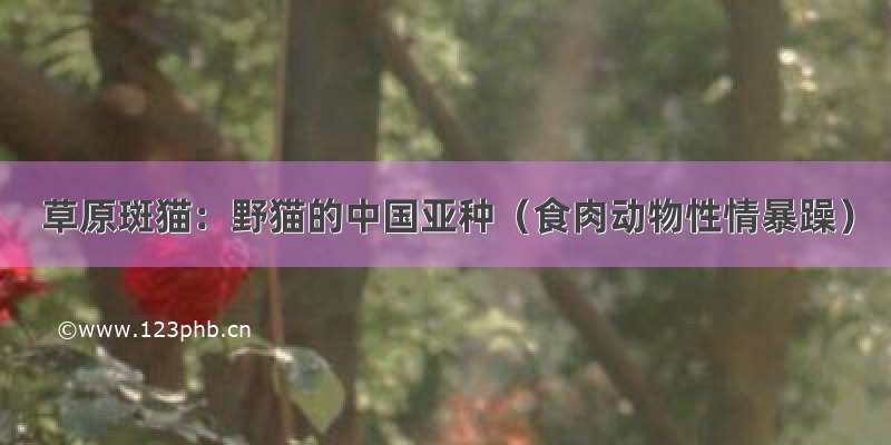 草原斑猫：野猫的中国亚种（食肉动物性情暴躁）